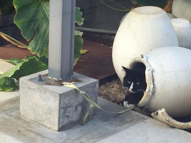 �ڔL_�����K���X�H�[�@��