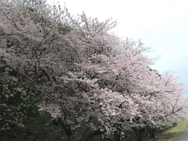 桜の季節かなりオススメです_名護屋城跡
