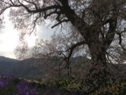 neko܂̂ɒ˂̃TN̓eʐ^1