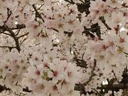 �݂Ȃ���񂳂�̐ԏ��ʐ�{���̓��e�ʐ^1