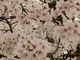 みなちゃんさんの赤城南面千本桜の投稿写真1