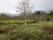 �J���`��������̎u�ꍂ�� �c�m�������̃��^�X�Q�̓��e�ʐ^3