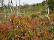 �J���`��������̎u�ꍂ�� �c�m�������̃��^�X�Q�̓��e�ʐ^4