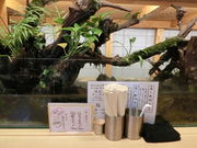 傳̐lނ݂Ȗ˗ނ̓eʐ^5