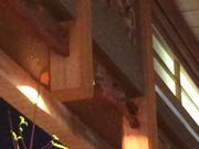 yoshî齂̓eʐ^15