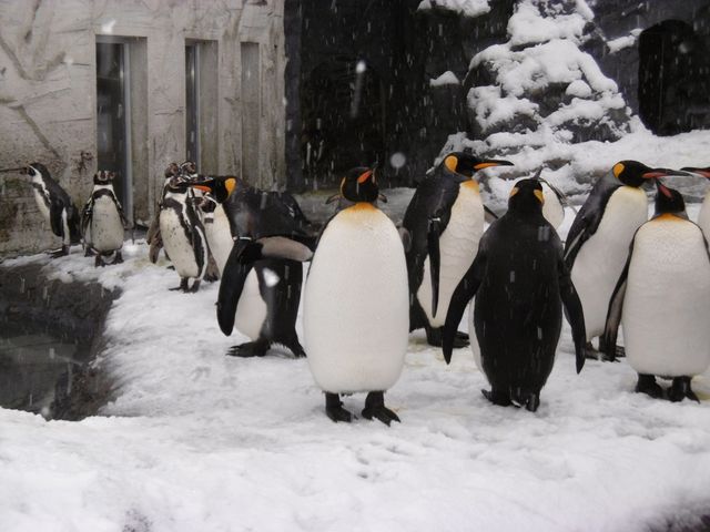 ��̃y���M��_���R������