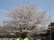 [̃RRXtt̐XX̓eʐ^1