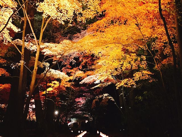 ӂԂƁAӂʐFÂgtB܂B_~ʉ@