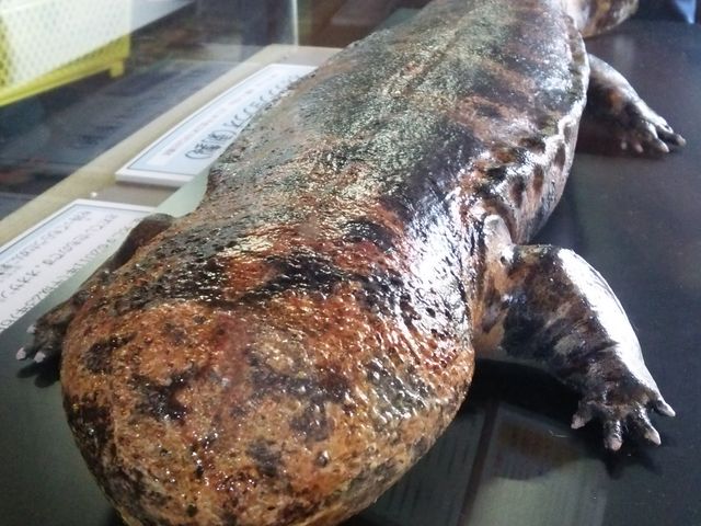 ڗ̓̉wȂ΋Xe[V̓eʐ^1