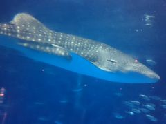 いおワールドかごしま水族館の写真一覧(2ページ目) - じゃらんnet