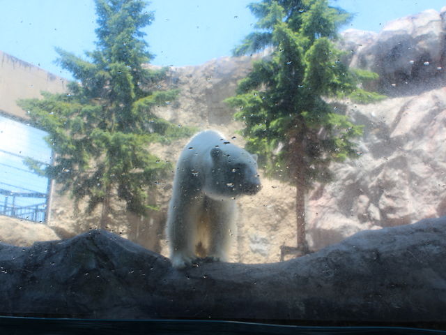 ���낭�܂𐅂̒�����_���R������