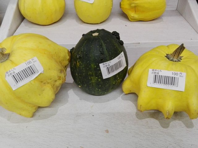 ����p�̃J�{�`���������Ă��܂����B������_�芥���������Z���^�[