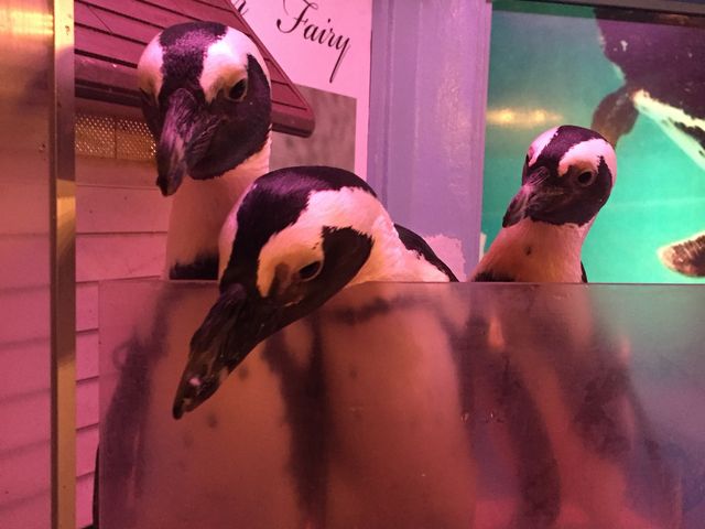 a͔̎J܂_Penguin Bar Fairy