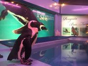 ӂ͂Penguin Bar Fairy̓eʐ^5