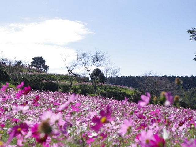 �H�̏�ꍂ���i�R�X���X�j�A_��ꍂ��