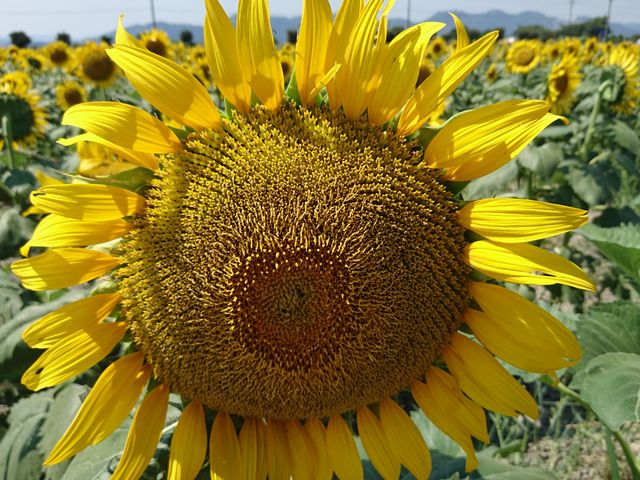 ���̉w �}���x�C�t�@�[��