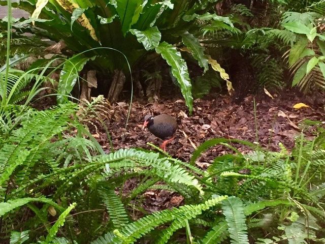 �����o���N�C�i���ԓW���w�K�{��