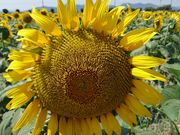 Ⴋ̓̉w }xCt@[̓eʐ^1