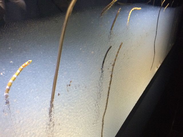 �`���A�i�S_NIFREL�i�j�t�����j