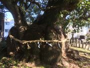 kojifuji̖ÉslÎق̓eʐ^1