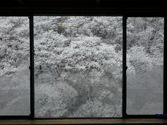 原瀧   客室からの眺め  雪景色（撮影日1月8日）_原瀧