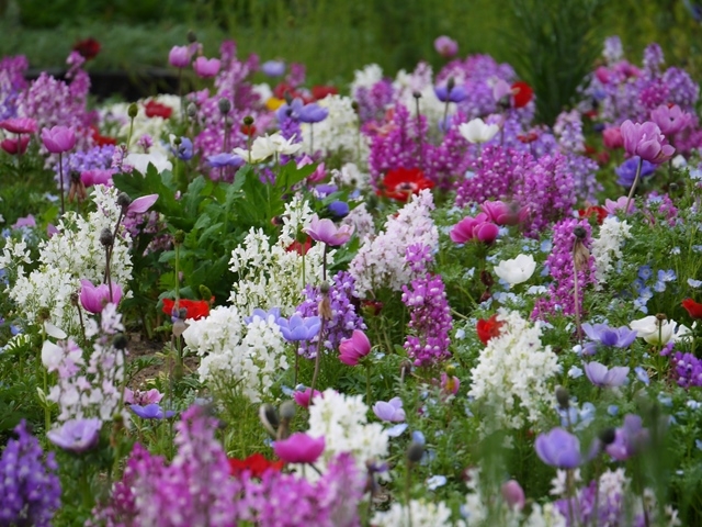 ���i���A�ƃA�l���l_���̓t�����[���[���h