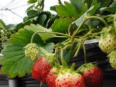 nukunuku̎[ւ̓eʐ^1