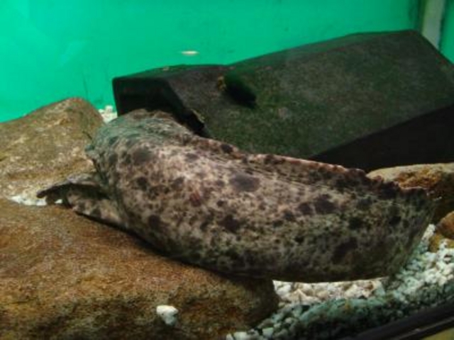 �܂�����̐Ԗڎl�\����(�Ԗڑꐅ����)�̓��e�ʐ^1