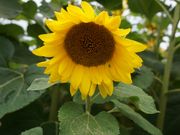 񂳂̖kCTs[p[N̓eʐ^1