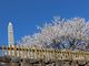 スマイルさんの舞鶴城公園の桜への投稿写真2