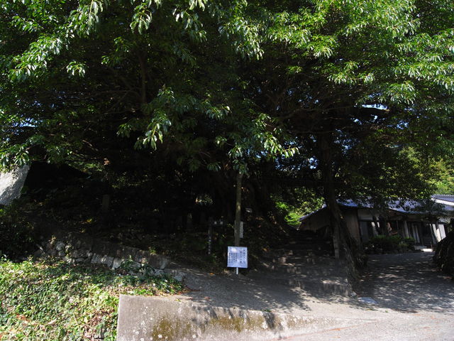 sklfh����̏H�ڃA�R�E�̓��e�ʐ^1