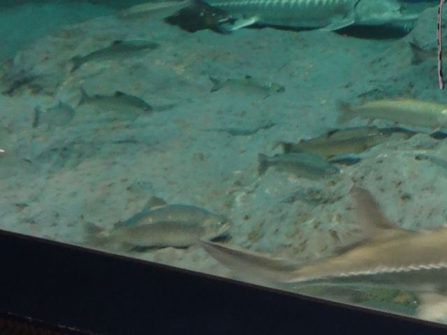 �傫������_�T�P�̂ӂ邳�Ɛ�ΐ�����