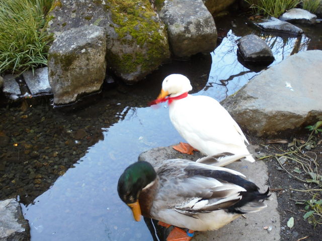 ���|�̑�_���|�̑�