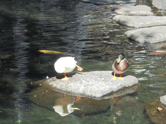 ���|�̑�_���|�̑�