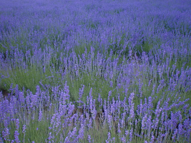 ���x���_�[��_���x���_�[��