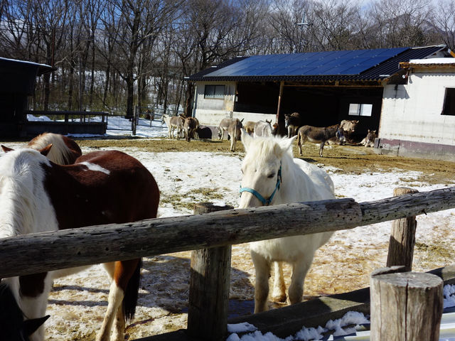 �n�@���Ƀ��o�������Ă܂�_�ߐ{�����샖�u�q��