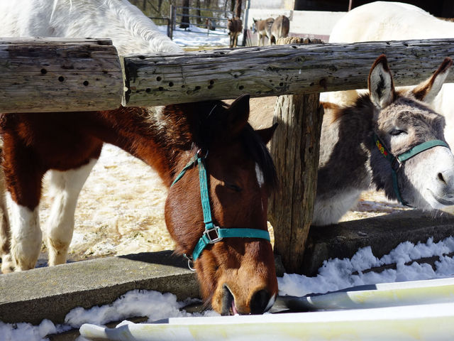 �n�����o_�ߐ{�����샖�u�q��