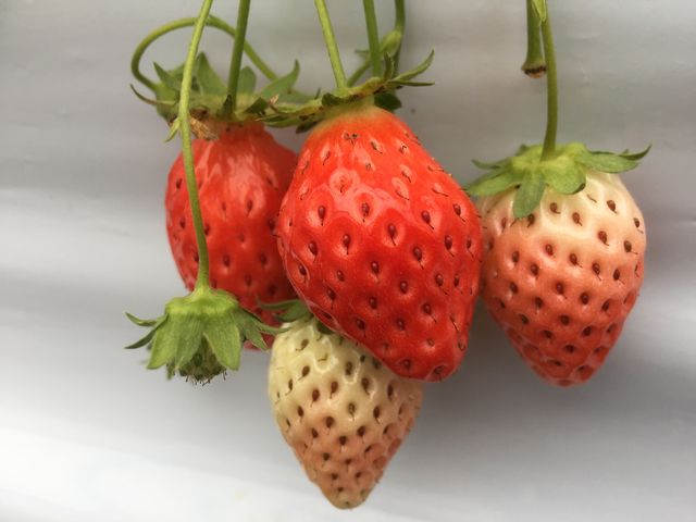 �J������˂��I_�݂悵�ς��ς��t�@�[��