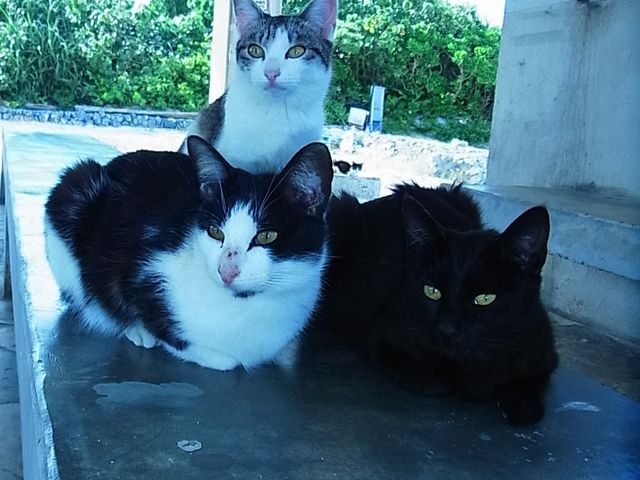 RhCr[`̃lR񂽂
܂܂ł_RhCr[`