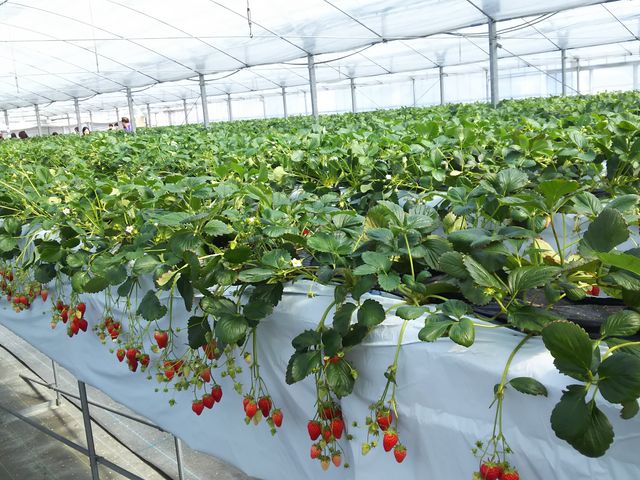 �C�`�S�̗l�q_���߂�������䕉�