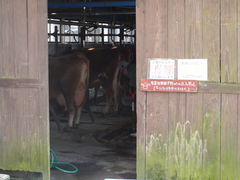 ���܂�����̒O��W���[�W�[�q��@�~���N�H�[�@����ւ̓��e�ʐ^1