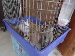 ���܂�����̒O��W���[�W�[�q��@�~���N�H�[�@����ւ̓��e�ʐ^1