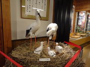 ���܂�����̖L���s���R�E�m�g�������ق̓��e�ʐ^1