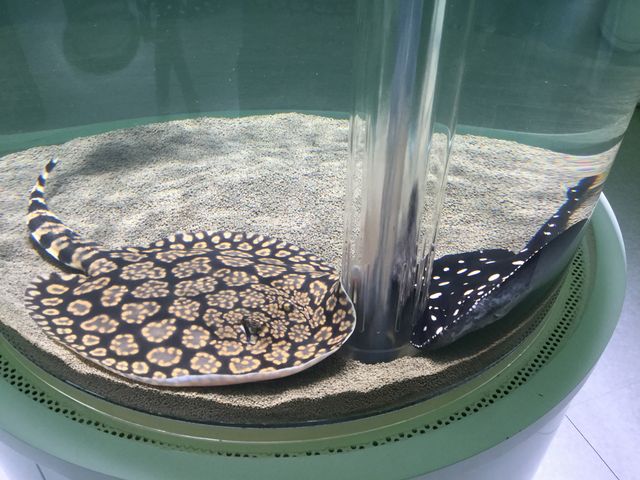 ����͉��ł��傤���H_NIFREL�i�j�t�����j