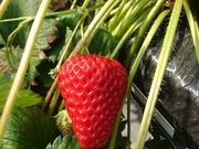 ܂܂̂˂䕉̓eʐ^1