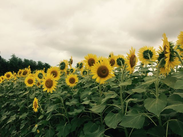 zɌČCɍ炢Ă܂II_ԎsЂ܂蔨