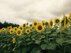 Ђ񂳂̍ԎsЂ܂蔨ւ̓eʐ^1