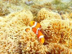 ݂̐Ί_cA[KChI[u[ւ̓eʐ^1