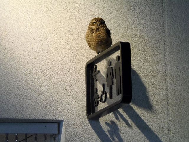 NIFREL�i�j�t�����j