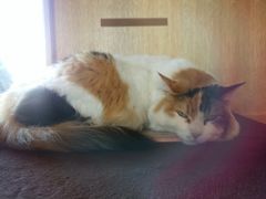 raspberry̋Muwi܃~[WA jւ̓eʐ^1